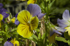 Blomster Og Insekter