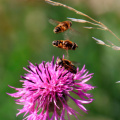kirke hyllinge blomster, bier og sommerfugle 14121 13