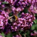 kirke hyllinge blomster, bier og sommerfugle 14149 41