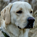 Hunde