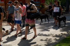 noahs ark tivoli friheden hundens dag 2016 24984 DSC02548