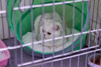 Katte