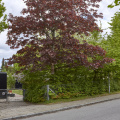 8098_Træer og diverse i Vejlby 8240_MG_1179.jpg