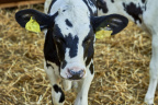 20788 Arla MG 9016