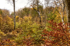 22063 Skovmøllen og skoven MG 0671
