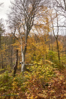 22065 Skovmøllen og skoven MG 0673